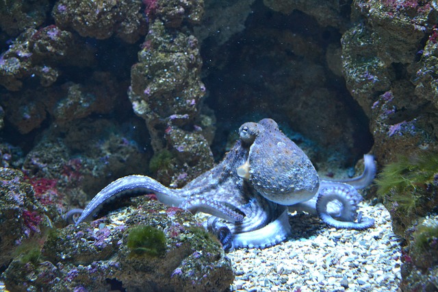 chobotnice v moři