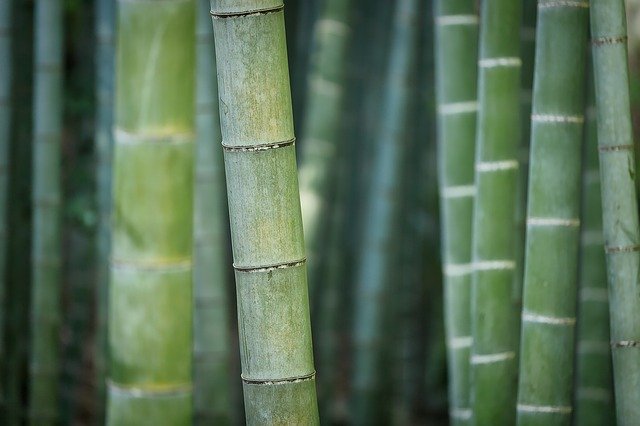 detail bambusu