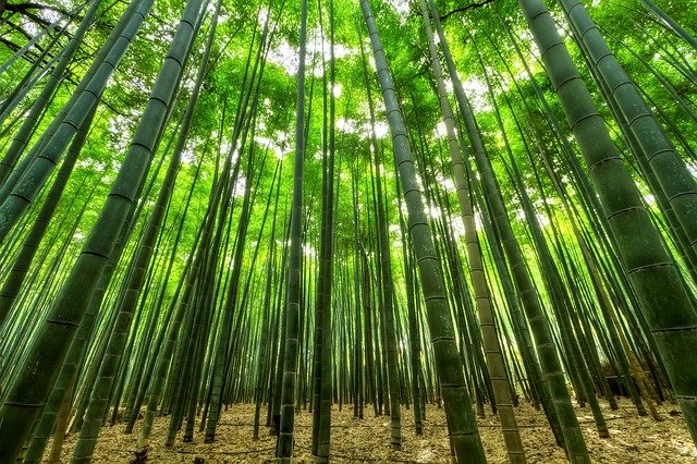 bambus v přírodě